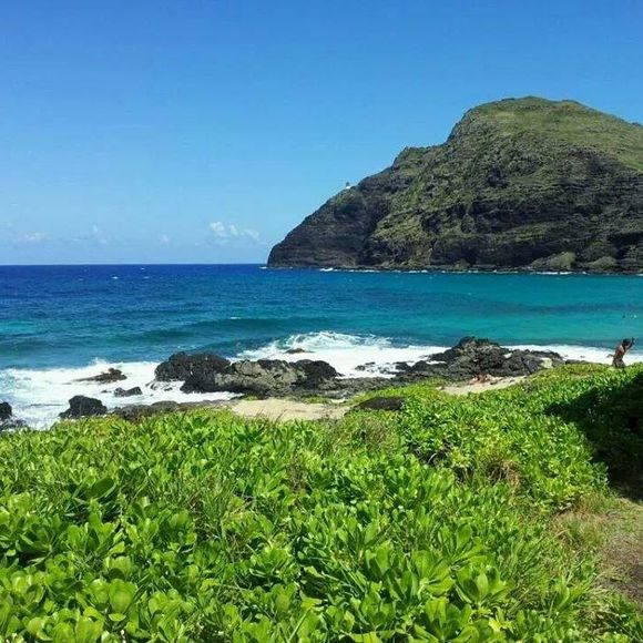 Meet your Posher, Cookie - Picture 1 of 1